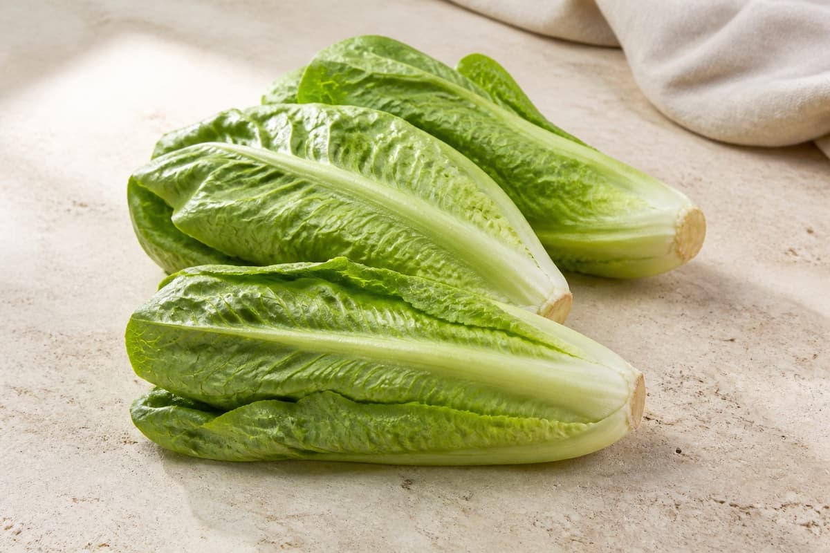 Baby romaine fotograferet i naturligt nordisk køkkenlys