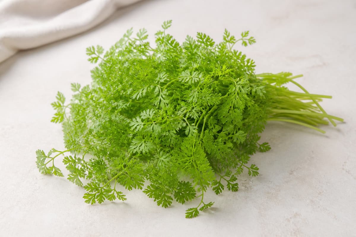 Frisk chervil fotograferet i naturligt nordisk køkkenlys