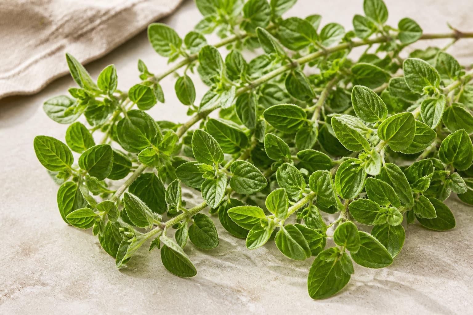 Frisk oregano fotograferet i naturligt nordisk køkkenlys