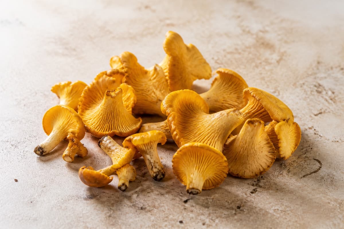 Kantareller fotograferet i naturligt nordisk køkkenlys