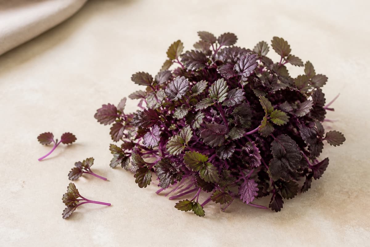 Mikroshiso fotograferet i naturligt nordisk køkkenlys