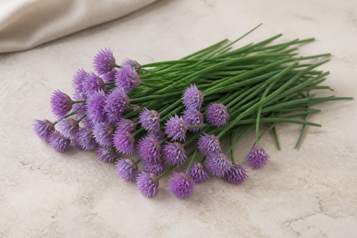 Purløgsblomster fotograferet i naturligt nordisk køkkenlys